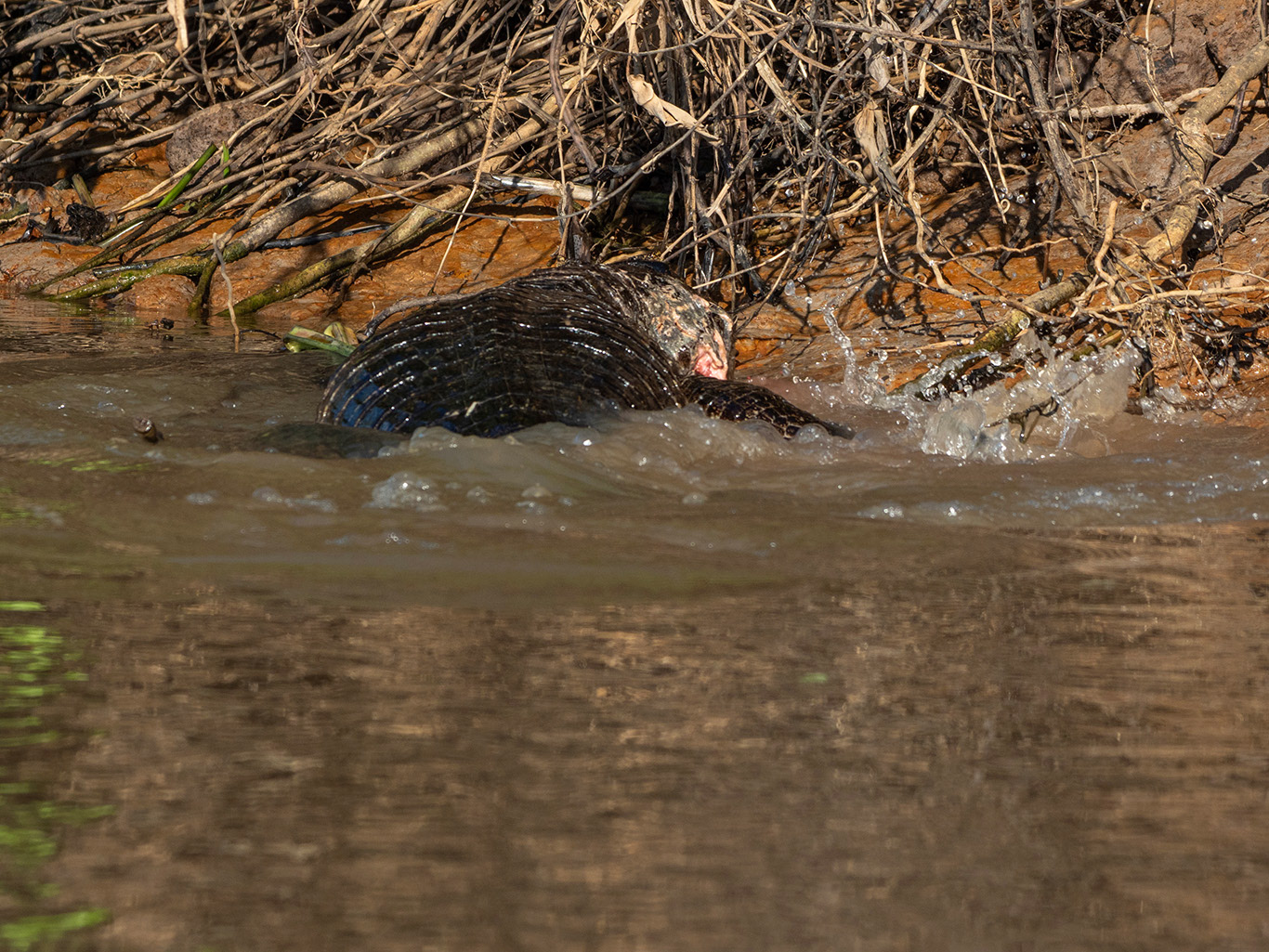 150 mètres en amont, on retrouve les restes du caïman, mortellement blessé. Le lendmain, quand on repassera en canot, il ne restera rien du reptile.