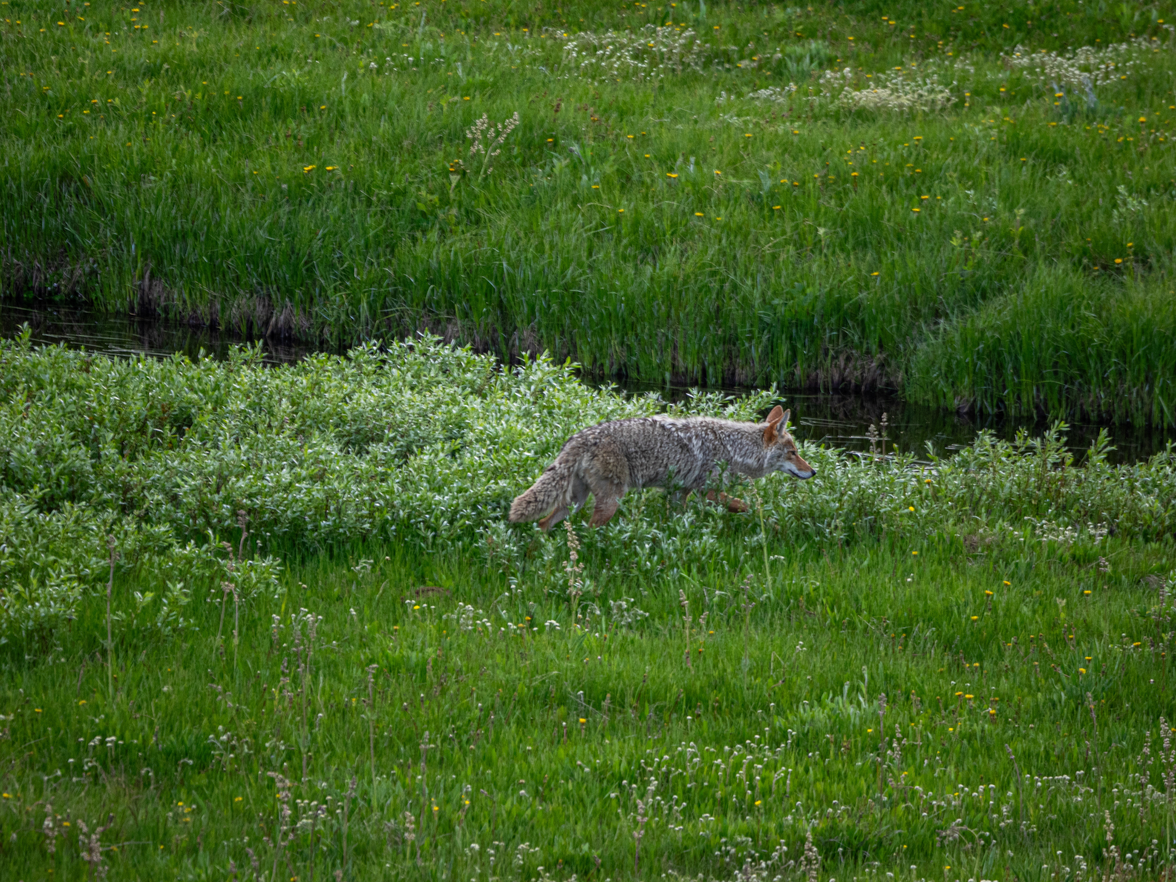 Yellowstone - Coyote