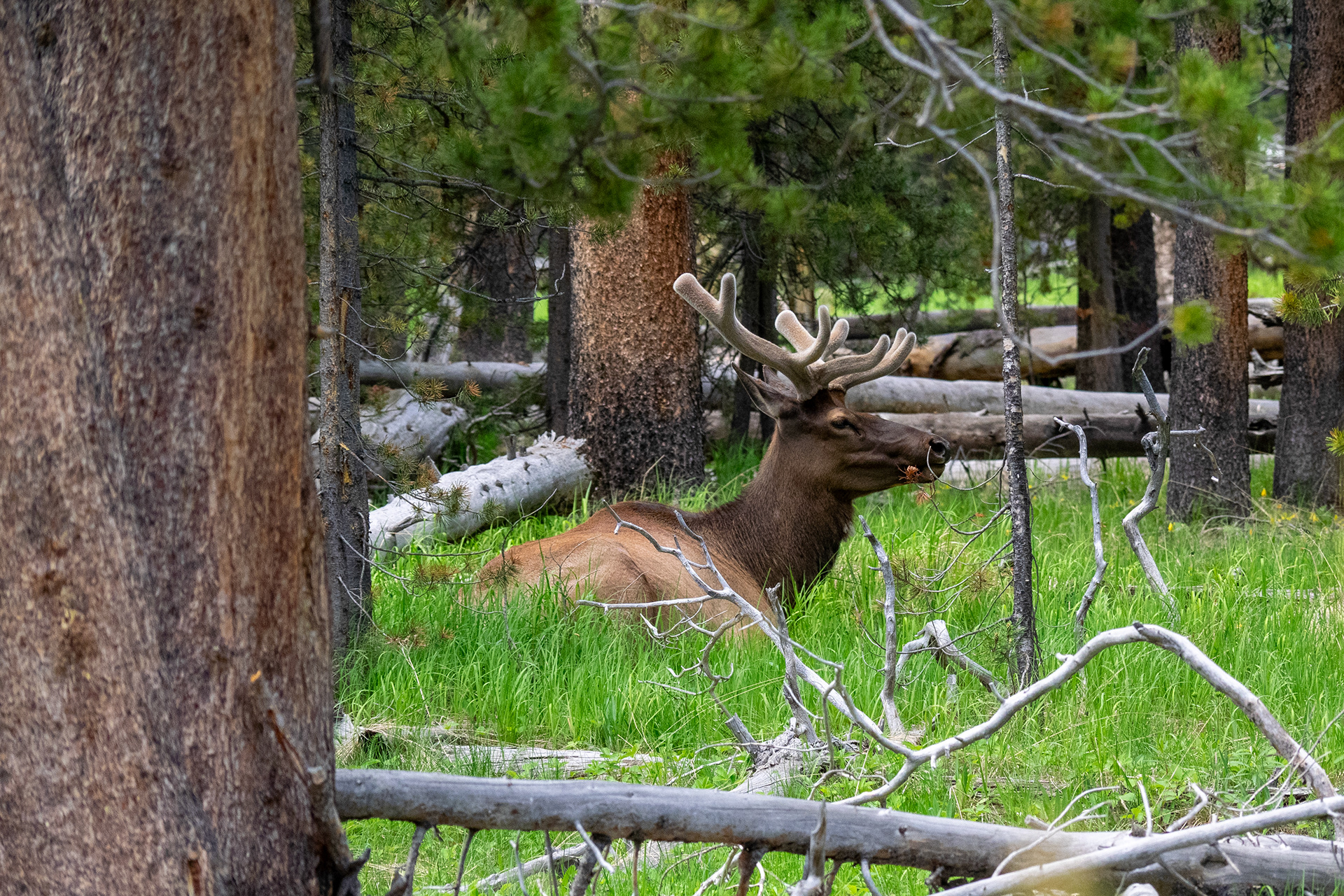 Yellowstone - Wapiti 