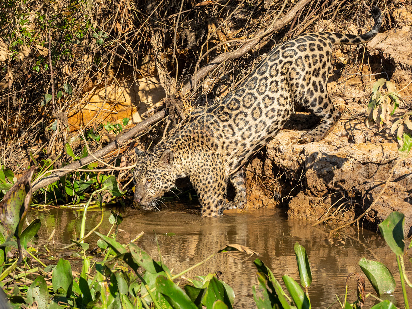 Le jaguar le recherche vainement.