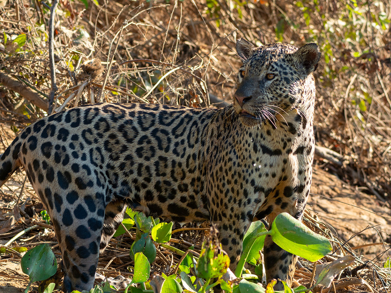 Le caïman en profite pour fuir dans la rivière