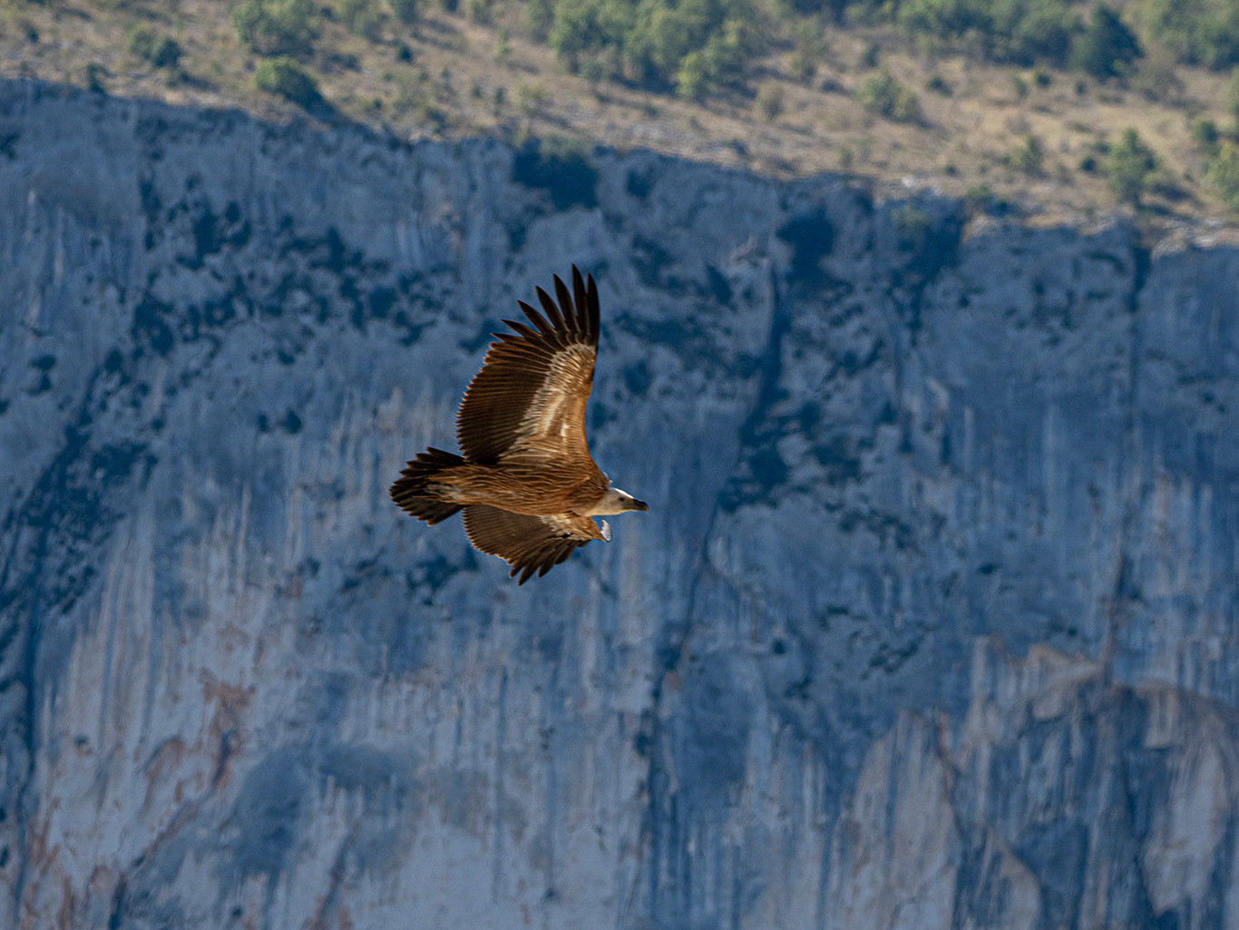 Vautour dans le Verdon