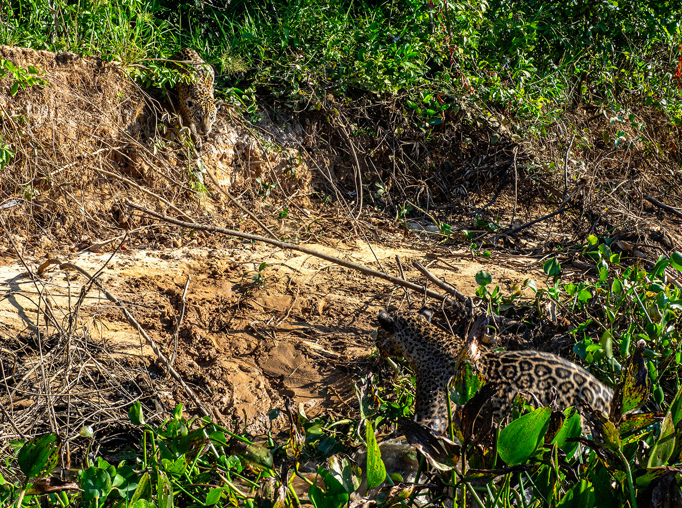 Survient un deuxième jaguar....