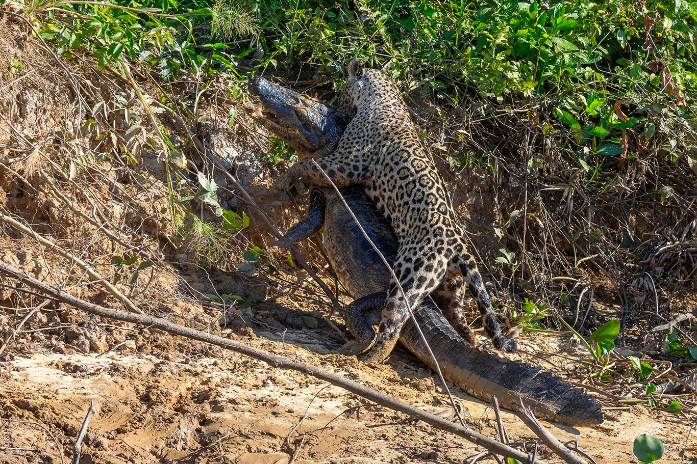 Il tente de le transporter au-delà de la berge. N'y parvient pas.