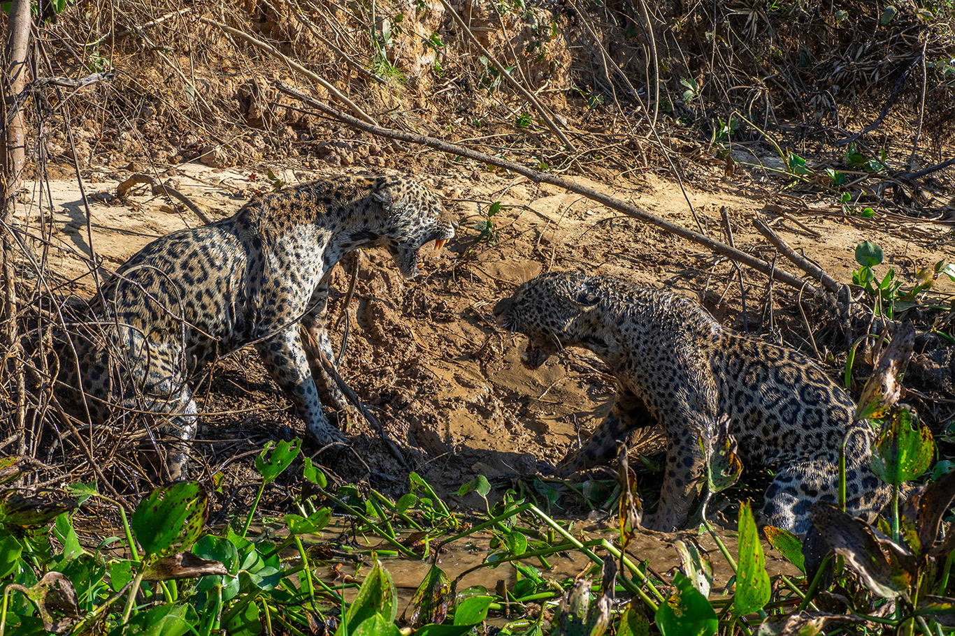 Violent affrontement...