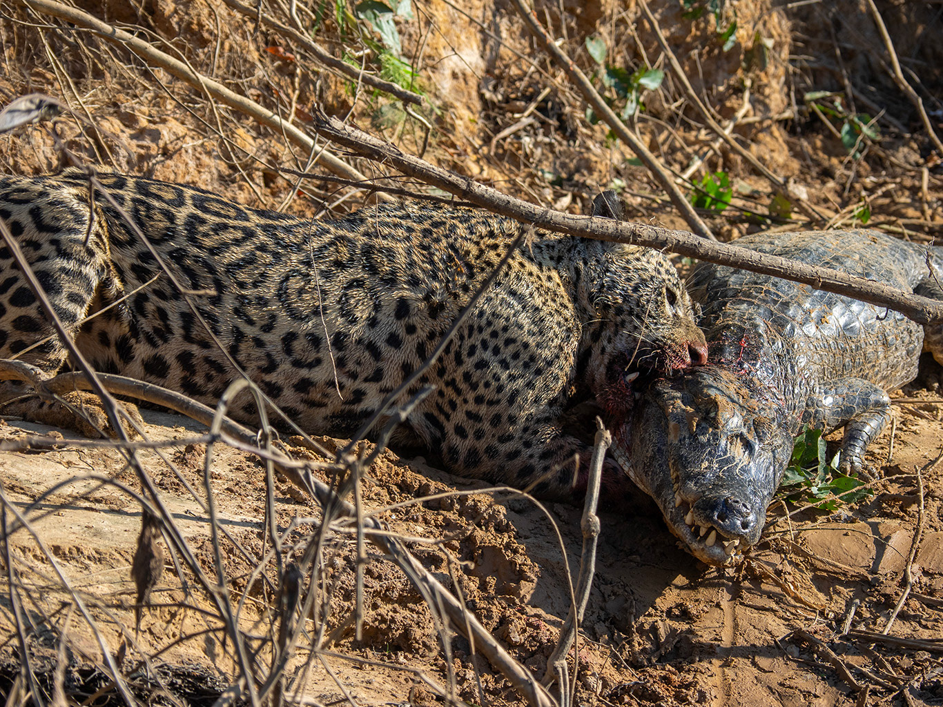 Commence alors à le dévorer sur place.