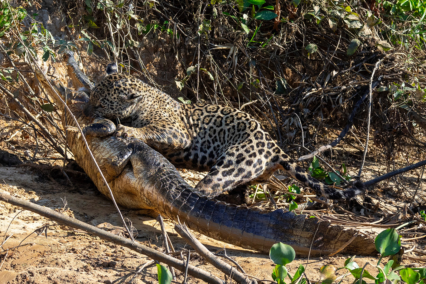 Sur les rives du fleuve, un jaguar vient de capturer un caïman
