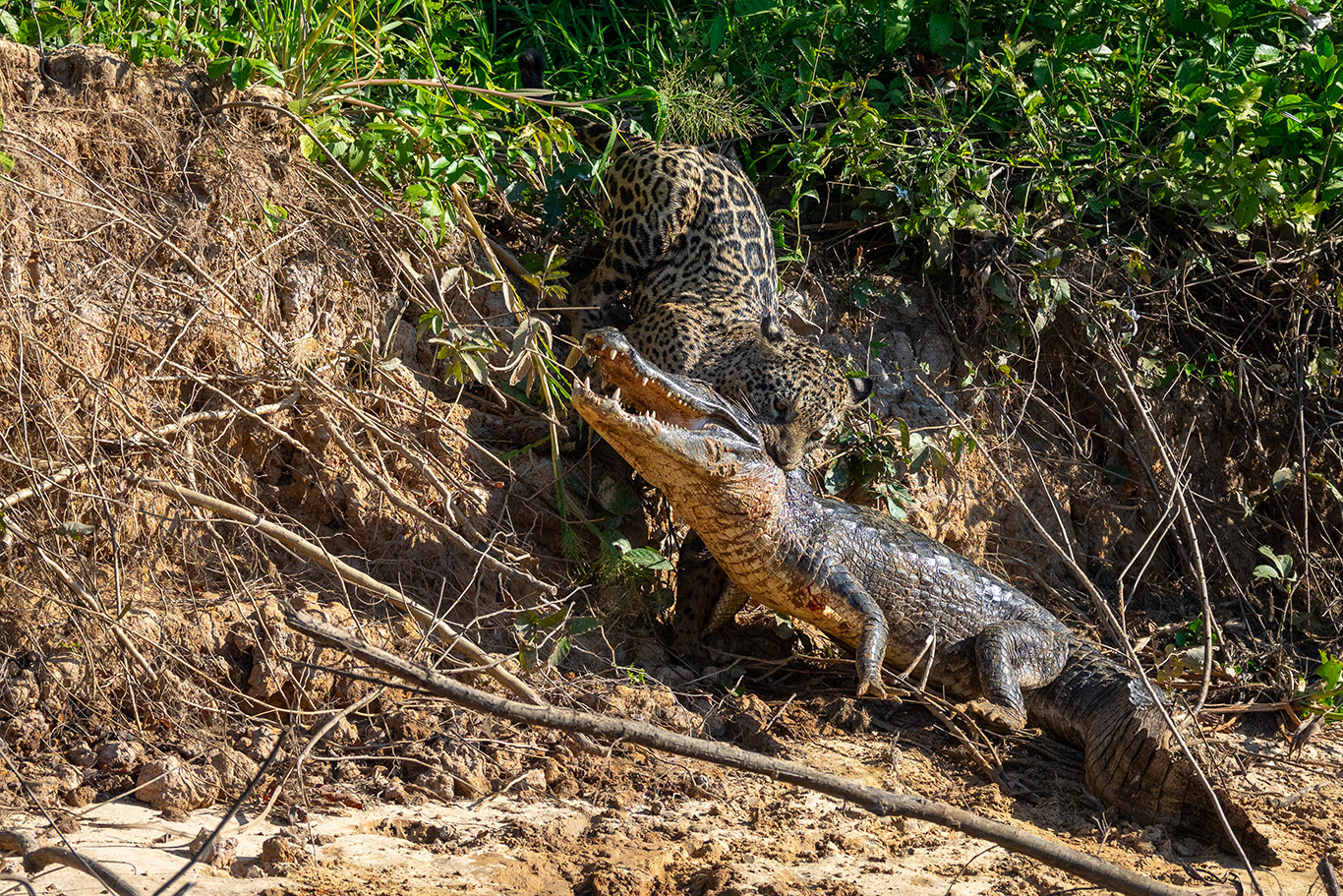 Tente ensuite de le tirer vers les fourrés. Sans plus de succès.