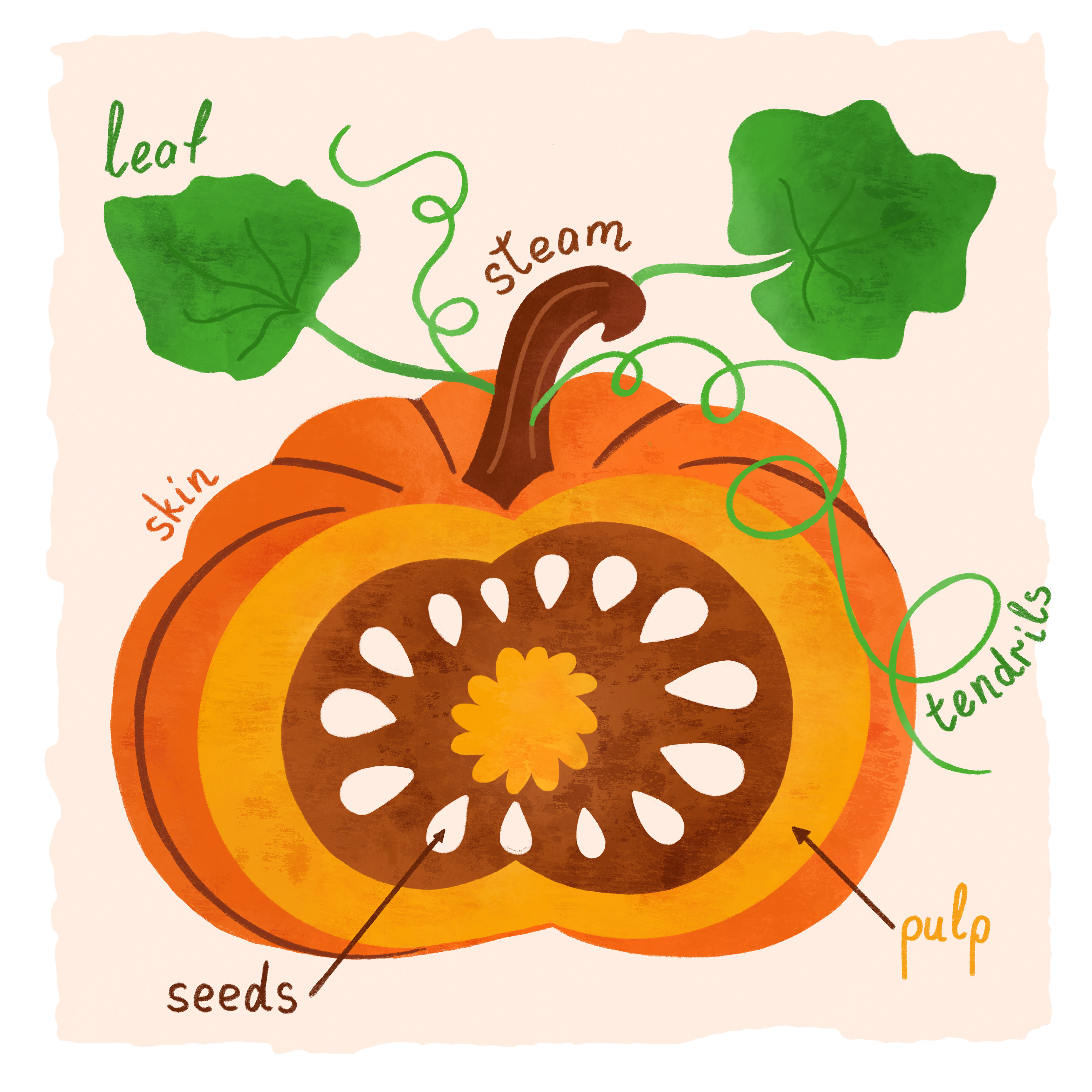 Pumpkin anatomy illustration for kids activity. Children non fiction