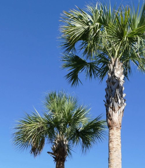 Sabal Palm (Cabbage Palm, Sabal palmetto) – 40–60 ft