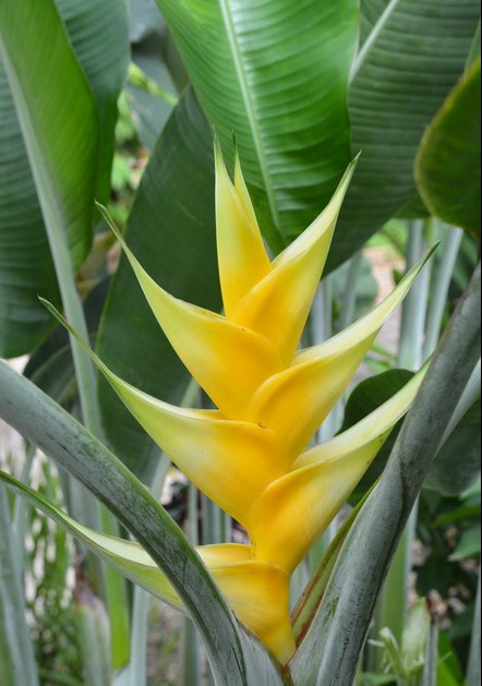 Heliconia bihai ‘Sunrise’ (Yellow Variegated)