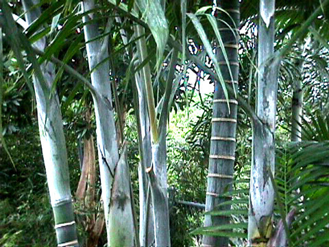 Cabada Palm (Dypsis cabadae) – 15–25 ft