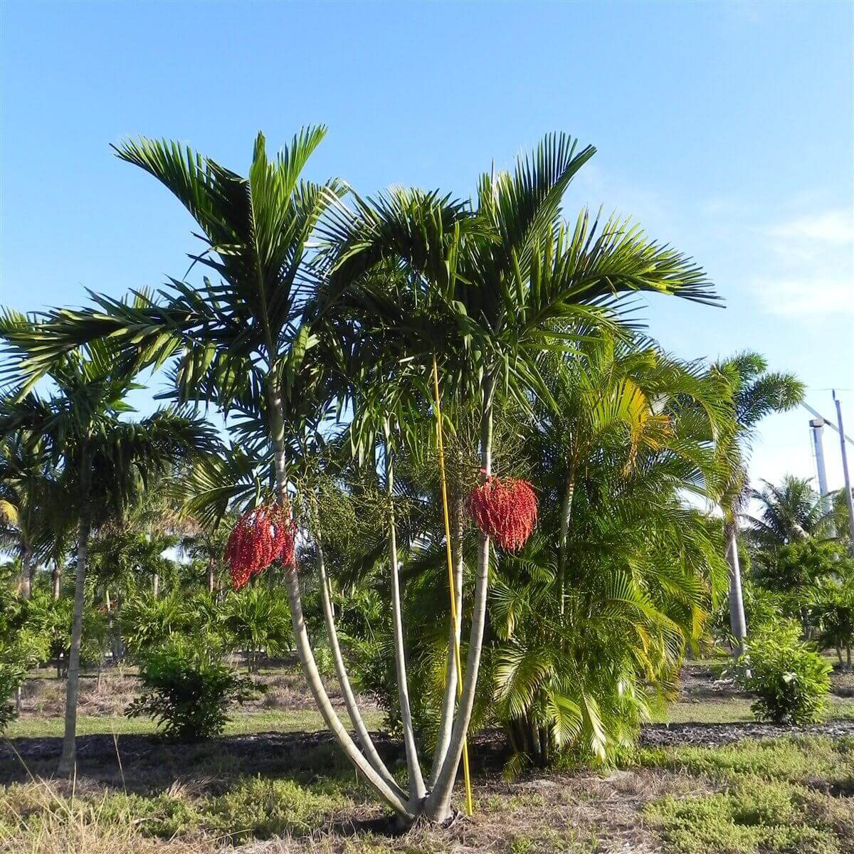 Alexander Palm (Ptychosperma elegans) – 20–25 ft