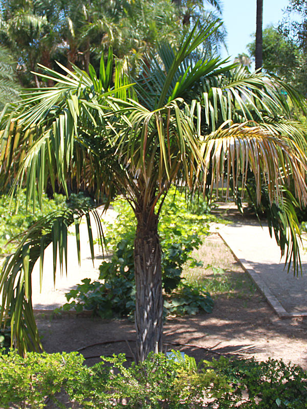 Arikury Palm (Syagrus schizophylla) – 10–12 ft