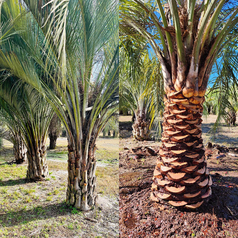 Pindo Palm (Jelly Palm, Butia capitata) – 15–20 ft