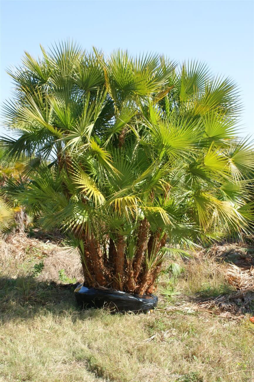 Paurotis Palm (Everglades Palm, Acoelorrhaphe wrightii) – 15–25 ft