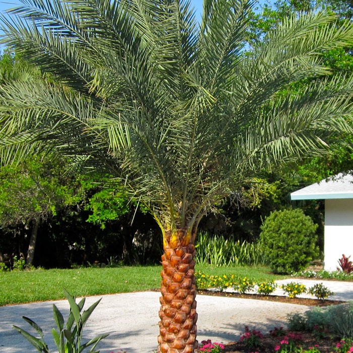 Sylvester Palm (Phoenix sylvestris) – 30–40 ft