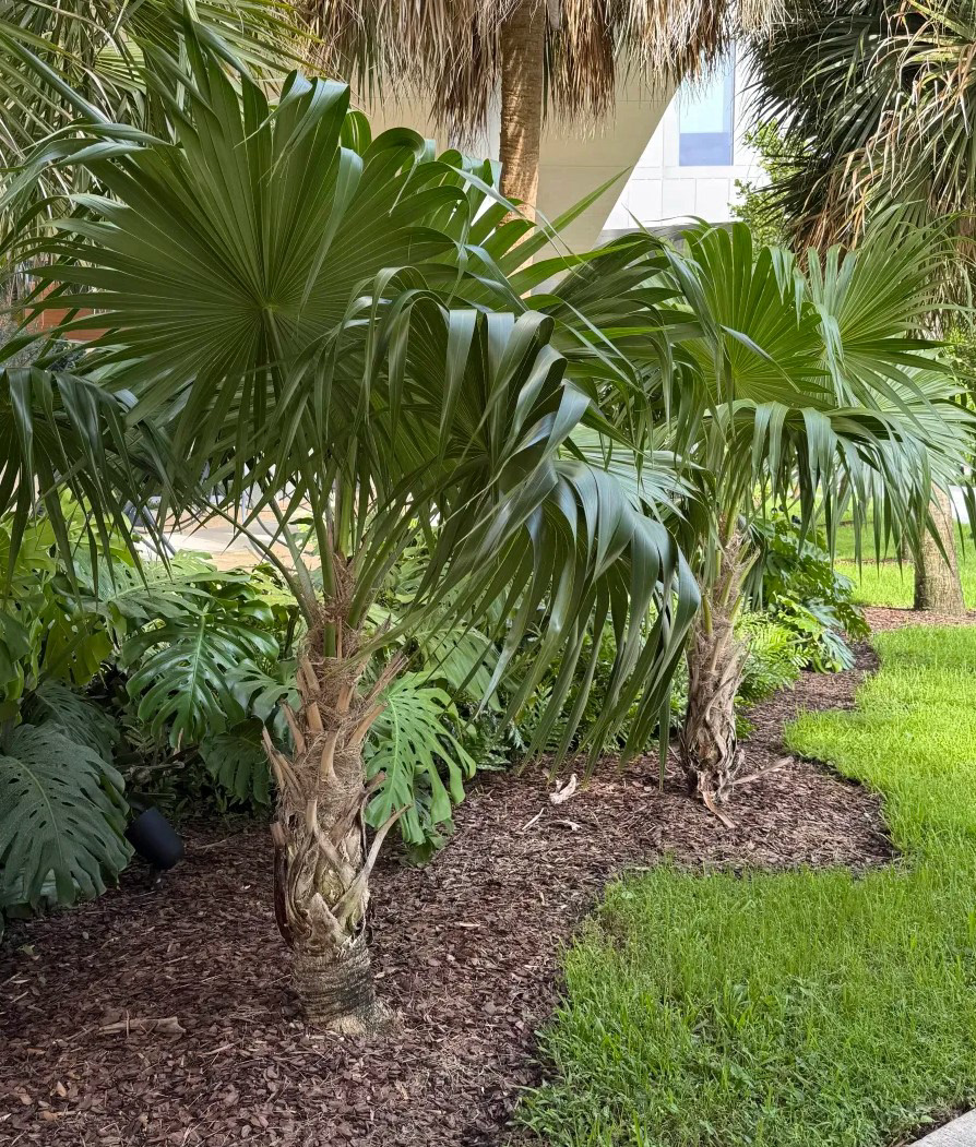 Florida Thatch Palm (Thrinax radiata) – 15–20 ft