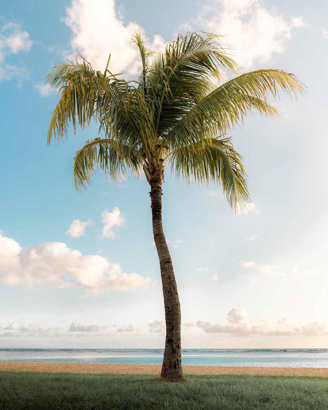 Coconut Palm (Cocos nucifera) – 40–80 ft