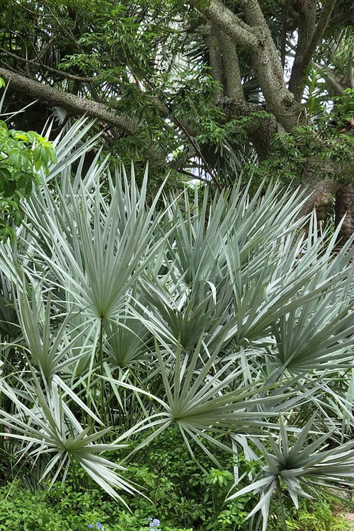 Silver Saw Palmetto (Serenoa repens ‘Silver’) – 4–8 ft