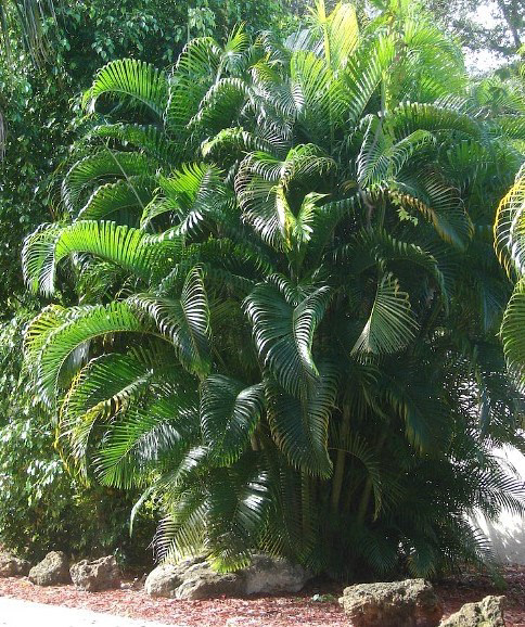 Areca Palm (Dypsis lutescens) – 10–20 ft