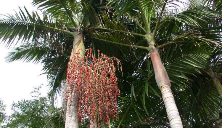Piccabeen Palm (Archontophoenix cunninghamiana) – 40–50 ft