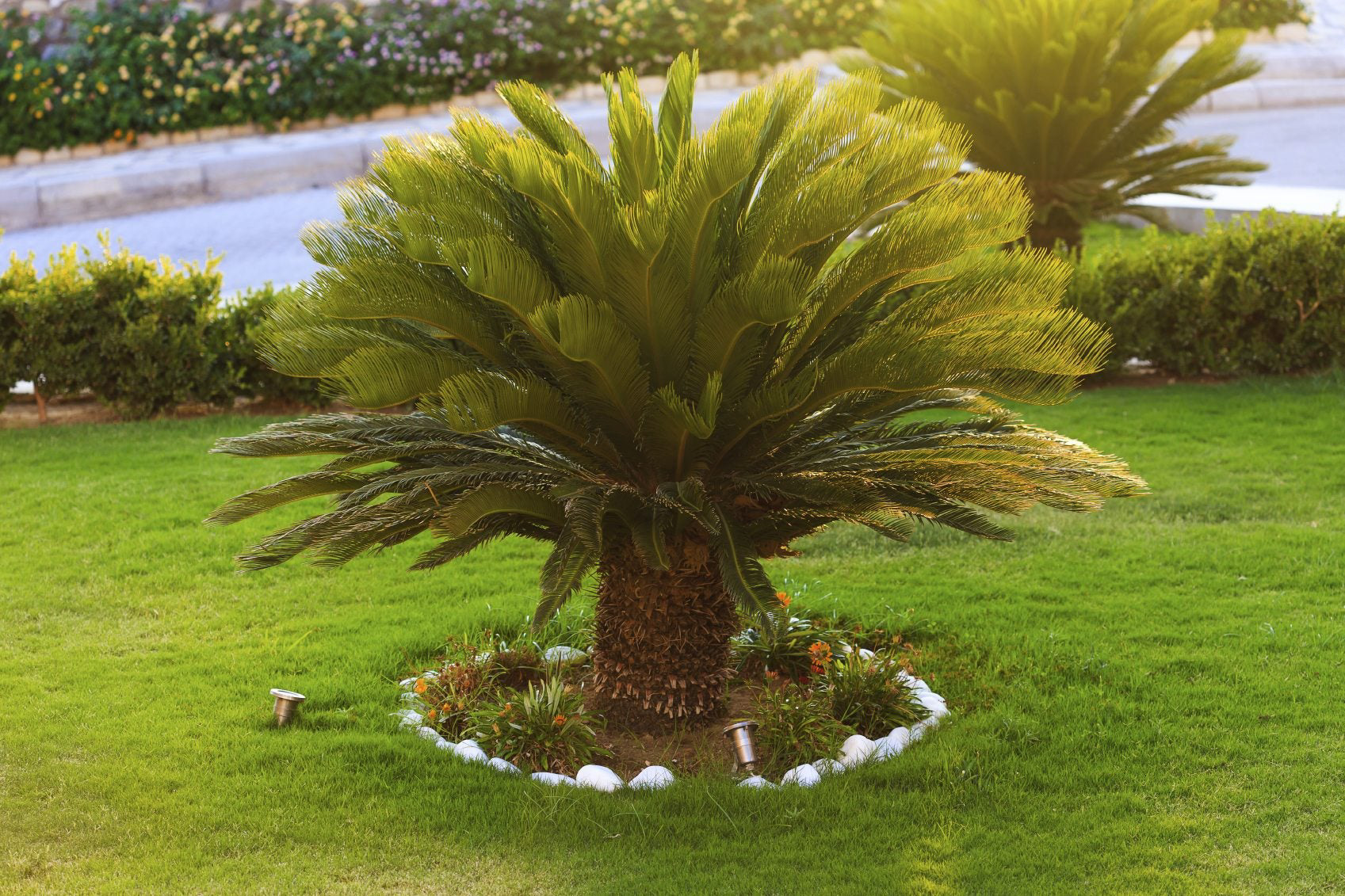 Sago Palm (Cycas revoluta) – 4–10 ft