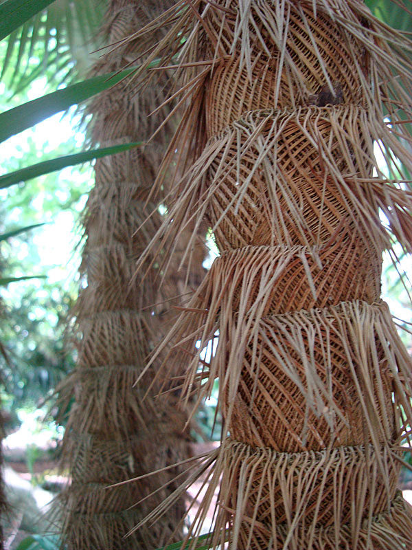 Zombie Palm (Zombia antillarum) – 10–15 ft