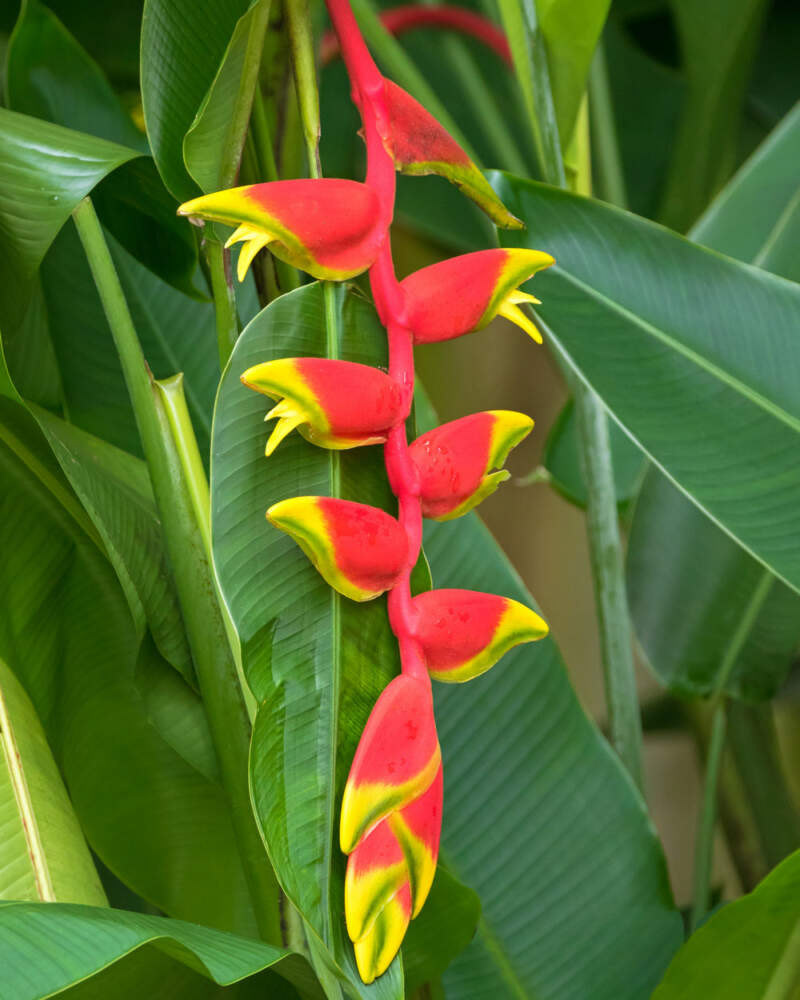 Heliconia rostrata (Lobster Claw)