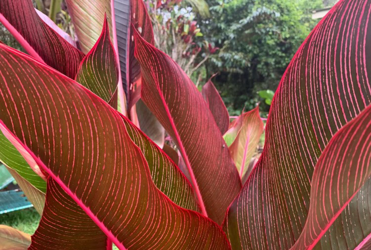 Heliconia indica ‘Spectabilis’