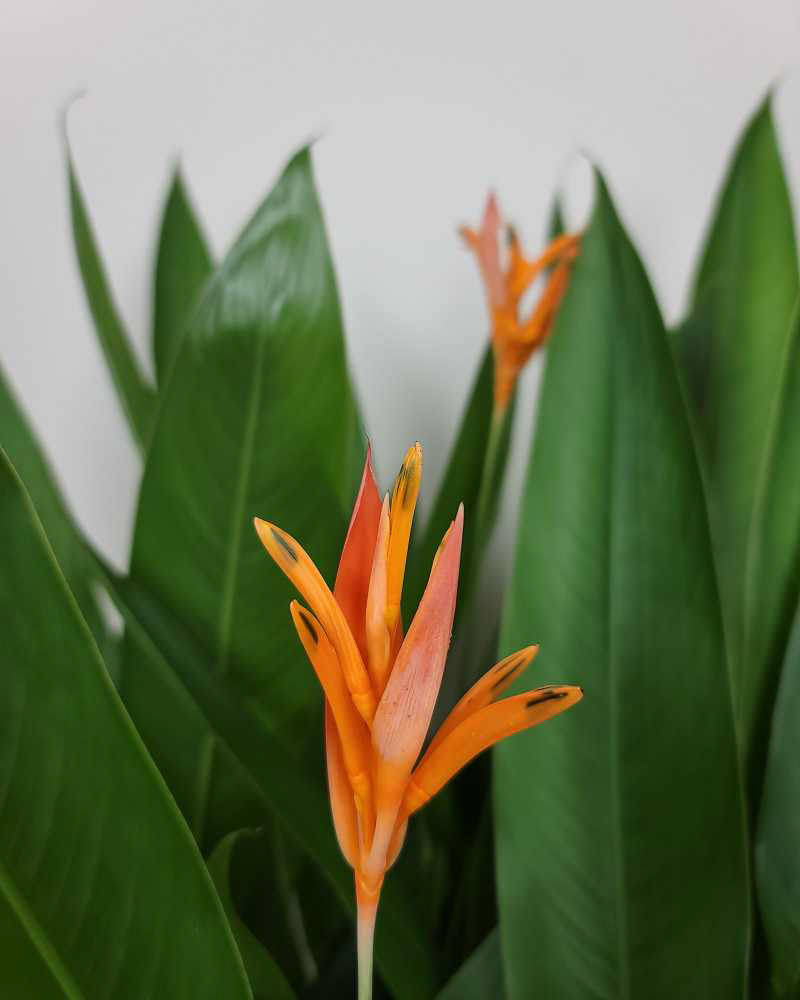 Heliconia psittacorum ‘Choconiana'