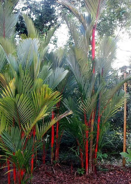 Lipstick Palm (Sealing Wax Palm, Cyrtostachys renda) – 10–15 ft