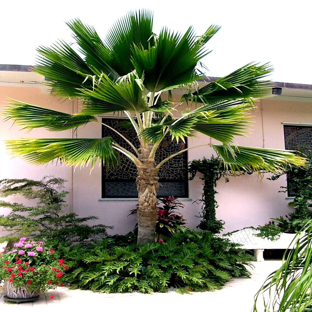 Fiji Fan Palm (Pritchardia pacifica) – 20–30 ft