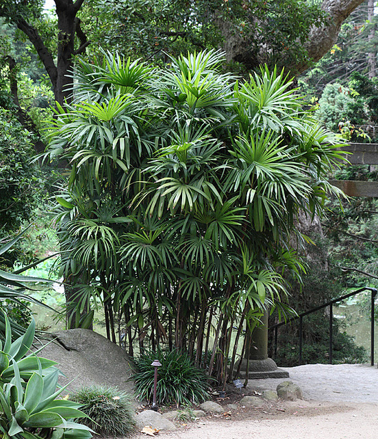 Lady Palm (Rhapis excelsa) – 6–12 ft