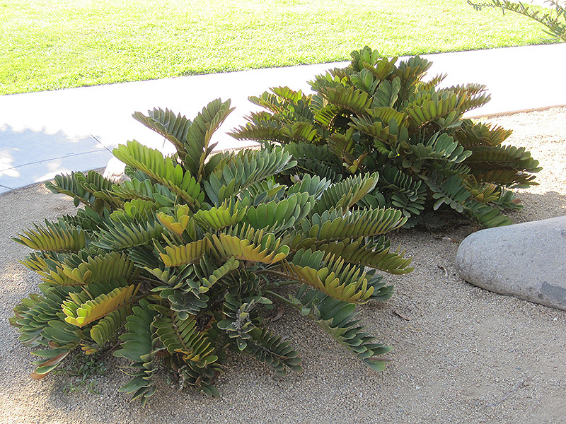 Cardboard Palm (Zamia furfuracea) – 2–4 ft