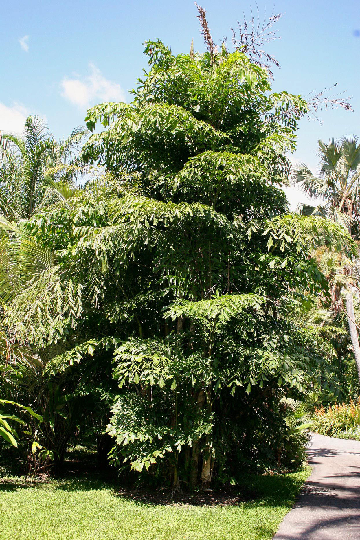 Fishtail Palm (Caryota mitis) – 15–25 ft