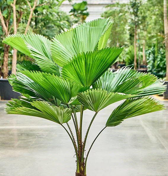 Licuala Grandis (Vanuatu Fan Palm, Licuala grandis) – 6–10 ft