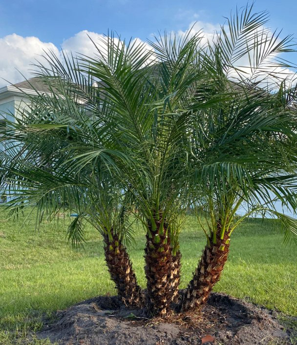 Pygmy Date Palm (Phoenix roebelenii) – 8–10 ft
