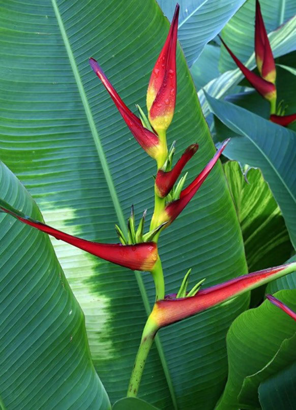 Heliconia latispatha ‘Red’