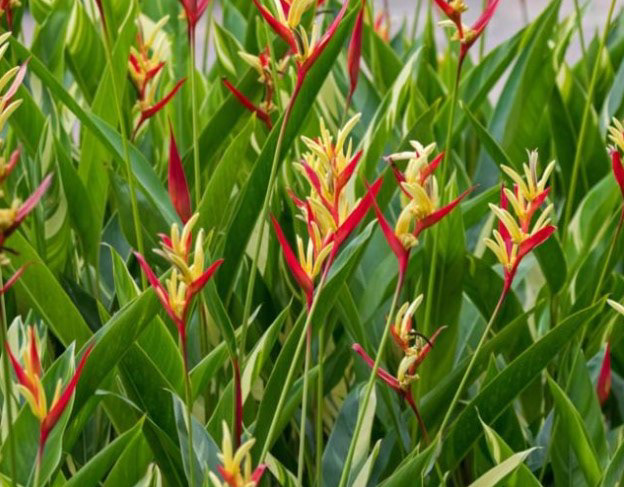Heliconia psittacorum 'Lady Di'