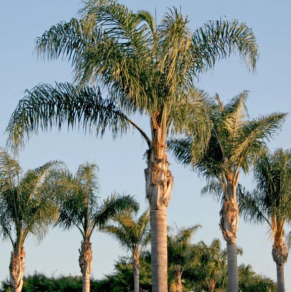 Queen Palm (Syagrus romanzoffiana) – 40–50 ft