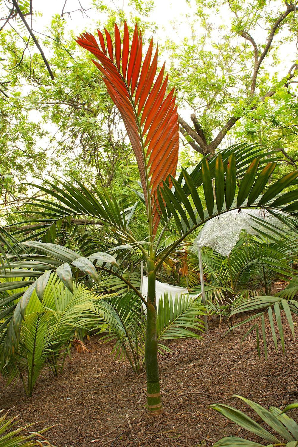 Red Flame Palm (Chambeyronia macrocarpa) – 20–25 ft