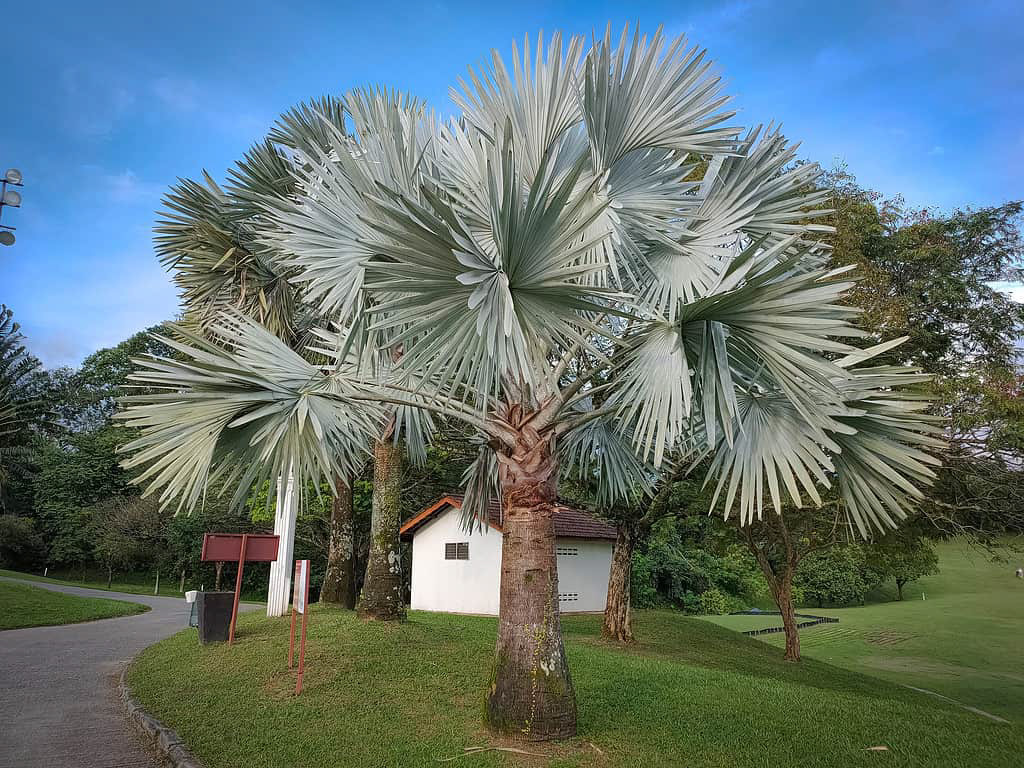 Bismarck Palm (Bismarckia nobilis) – 40–50 ft