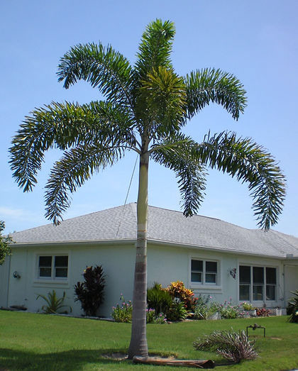 Foxtail Palm (Wodyetia bifurcata) – 25–30 ft