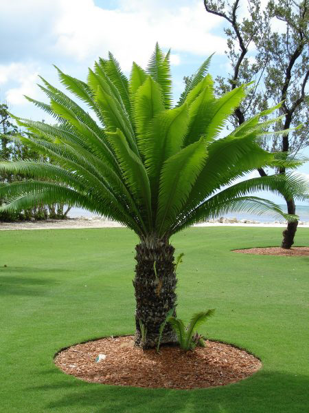 Dioon (Giant Dioon, Dioon edule / D. spinulosum) – 3–8 ft