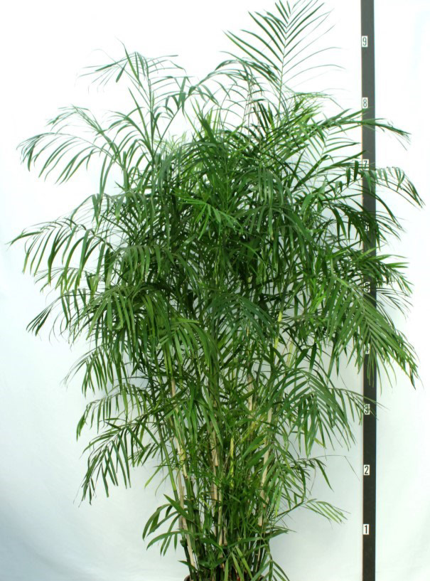 Bamboo Palm (Chamaedorea seifrizii) – 6–12 ft