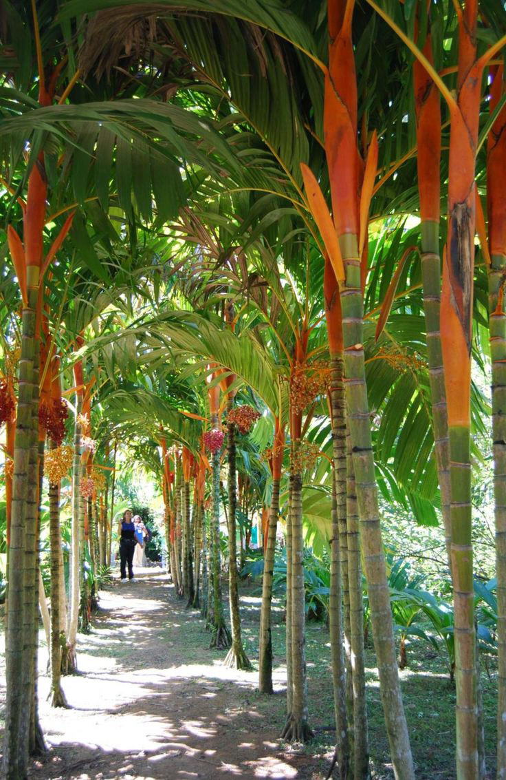 Areca Vestaria Palm (Orange Crownshaft Palm)