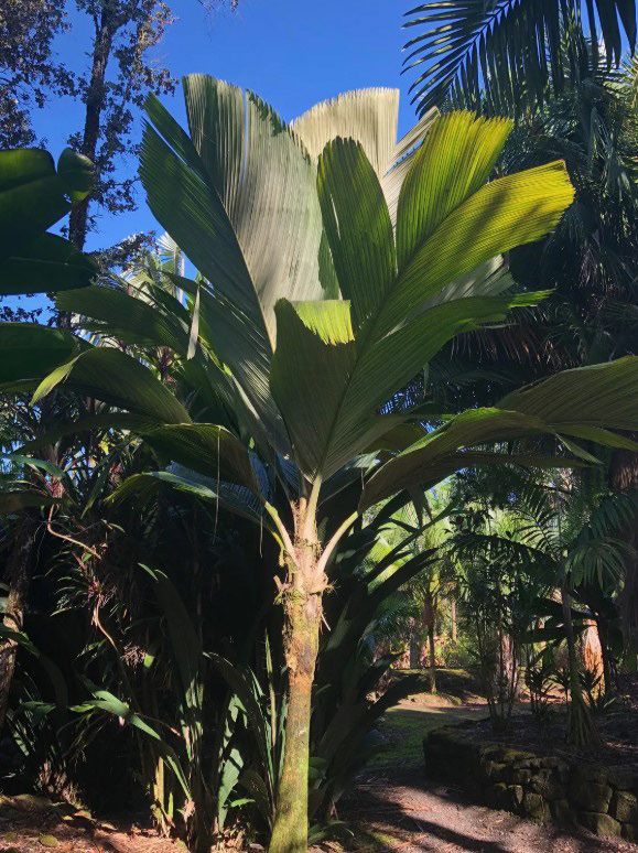 Lipstick Palm (Sealing Wax Palm, Cyrtostachys renda) – 10–15 ft