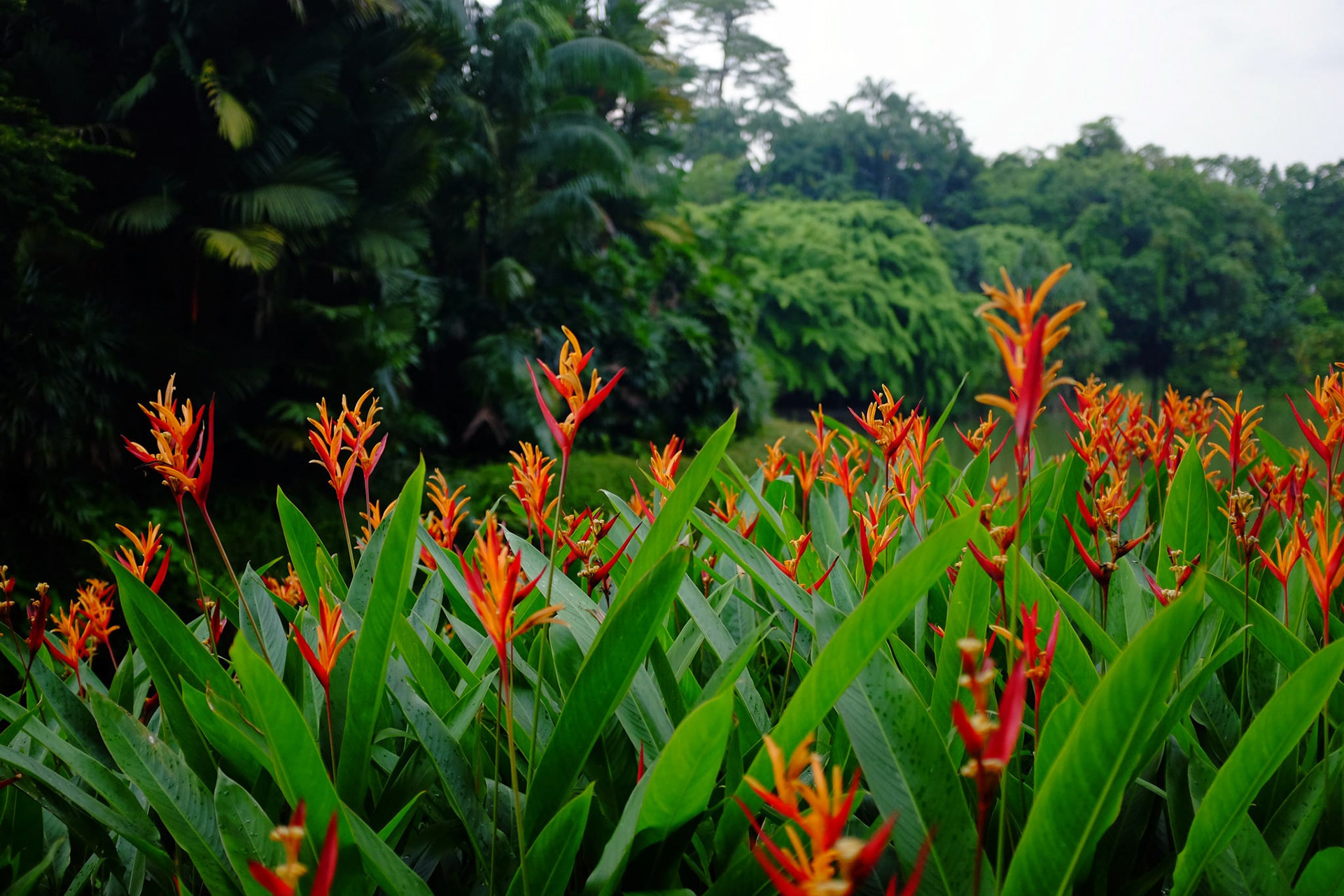 Heliconia psittacorum
