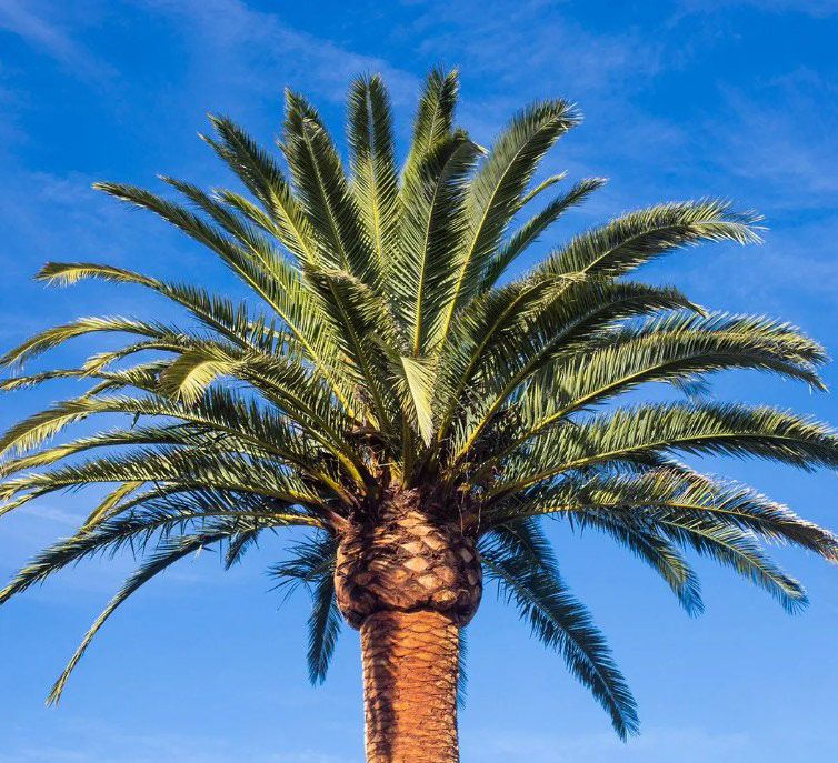 Canary Island Date Palm (Phoenix canariensis) – 40–60 ft